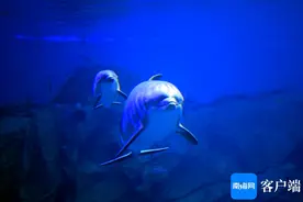 实拍海南首只人工环境中自然受孕生产的宽吻瓶鼻海豚图片
