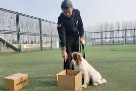 “警营汪汪队”：无言战友，利刃尖兵！记者探访青岛市公安局警犬训练基地图片