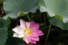 高校双色荷花被摘走，系引种12年来首次长出！“给后续研究增加难度”图片