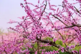 春不误，花不负！ 快来四川天府新区永兴街道赴一场桃花的浪漫图片