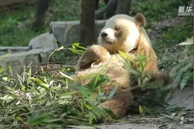 棕色大熊猫七仔：我是新鲜竹子“粉碎机”图片