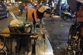 狗狗早出晚归去摆摊，困了就睡纸皮上，陪睡物品让人很暖心图片