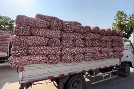 金乡大蒜全产业链齐开花，老百姓端稳增收致富的“金饭碗”图片