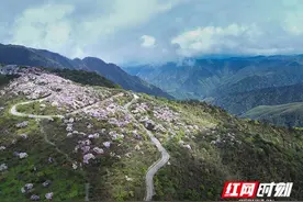组图丨赏万亩杜鹃花海 与浪漫春日撞个满怀图片