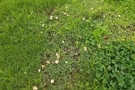 稀奇！阜阳这里长出野生菌，白杆杆？不要摘！不要吃！图片