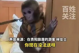 女子救下猕猴带回家养了半年，官方：涉嫌违法，请放猴归山图片