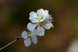 百花公园的桃花， 洁白如雪花灼灼图片
