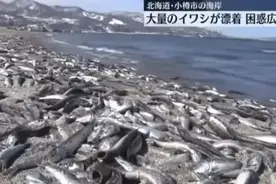 死因不明！日本北海道又现大量沙丁鱼尸体图片