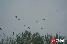 南京江心洲生态环境好，飞来群鹰“安家”栖息图片