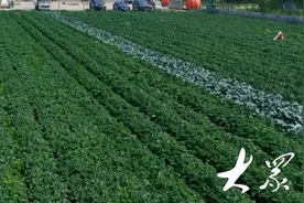 奋战十九年，“超级蔬菜”羽衣甘蓝在她手中开了“花”图片