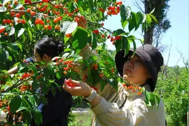 采摘+直播+游玩！即墨农家樱桃红了图片