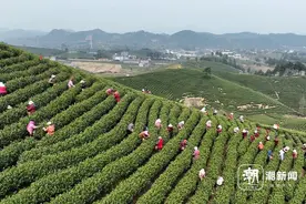 安吉白茶开采！为什么说它是浙江名优茶的一匹 “最强黑马”？图片