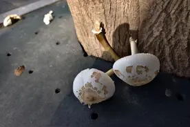 “疯狂冒头！”雨后杭州绿化带长出好多蘑菇，专家：千万不要吃图片