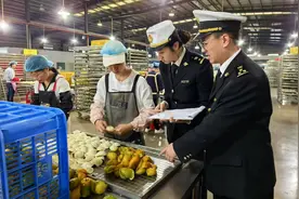 今年前11个月，江门新会陈皮及产品出口货值同比增长56.9%图片