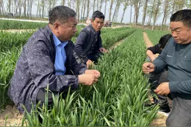 抓住三个防治窗口，控制“两病一虫”！许昌市建安区农技专家支招小麦中后期管理图片