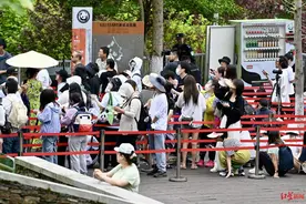 “福宝”亮相首日的中外游客：有人守候神树坪多日，有人专程从昆明飞来图片