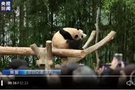 “顶流”大熊猫归国之后：丫丫吃上饺子，美香过起退休生活图片