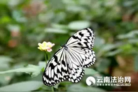 800余只蝴蝶遭药杀 只为制作标本牟利图片