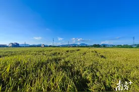 稻浪涌田畴，处处好“丰”光图片