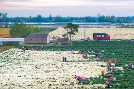 兴化大营发展特色种植业撑起农民“钱袋子”图片