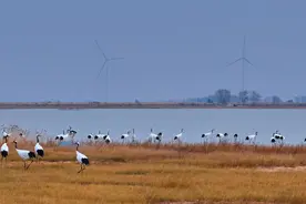黑龙江扎龙湿地“护送”近5万只候鸟南迁图片