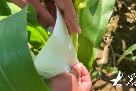 文登加快推进种业振兴，自主研发多个农业“芯片”图片