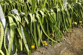 勐海县：千亩燕窝果，拓宽金色致富路图片