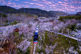 春天去哪儿看花？江苏13市赏花地图请查收！图片