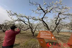 大兴庞各庄万亩梨花开放 设置特色“梨花市集”图片