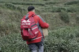 凌晨采摘最快当晚收货！京东快递春茶寄递方案“护航”鲜叶出山图片