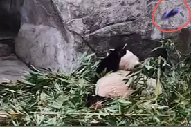 重庆动物园一男子向熊猫扔可乐，被警方处罚！园方将设曝光台图片