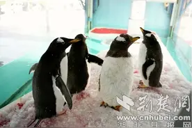 湖北交投海昌海洋探索馆3月29日开业图片