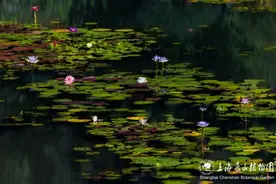 美爆了！一起打卡夏末的沪上大花园图片