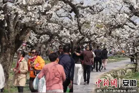 安徽砀山：第30届砀山梨花节开幕 多元活动引客来图片