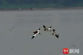 南京滨江岸边出现十几只怪鸟，原是保护动物灰头麦鸡图片
