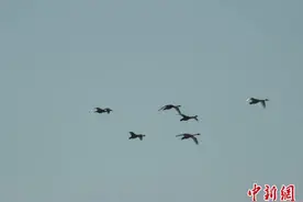 首批越冬大天鹅飞临三门峡图片