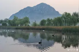 华山湖“湖”拍|打卡天鹅湖图片