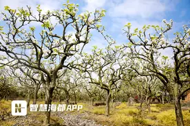 三月春如许，梨花压枝头！福州这里一派“热辣滚烫”！图片