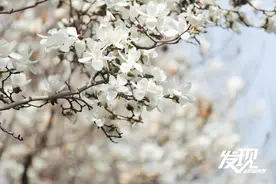 发现·春天里的陕西丨最美四月天 探寻古城玉兰图片