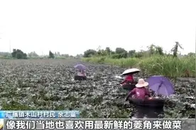 脆甜的菱角、Q弹的鸡头米……出伏解秋燥可以这样吃图片