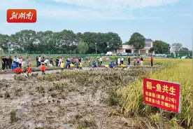 稻田抓鱼、同品鱼宴……望城这场丰收节味道十足图片