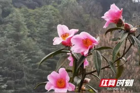 怀化中坡山国家森林公园300亩茶花开了图片