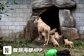 白狮四胞胎，今日亮相福州！图片