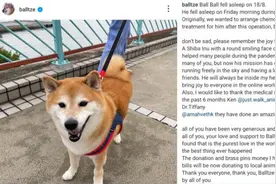 知名梗图柴犬Cheems原型去世图片