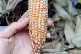 一根玉米超万元 文玩玉米种植者赚了吗？｜封面财经图片