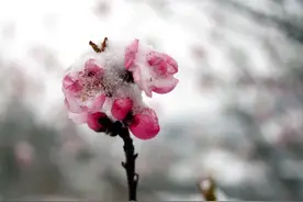 初春的雪，让河南这些景区美翻了！图片
