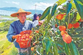 福安下白石村：无核荔枝不愁卖图片
