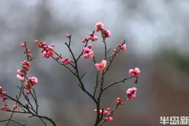 又迎一年“花花世界”图片