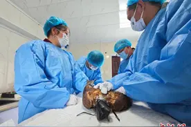 青海科学放归9只猛禽 均为国家二级重点保护野生动物图片