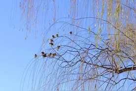 雪后的北海公园，宛如仙境图片